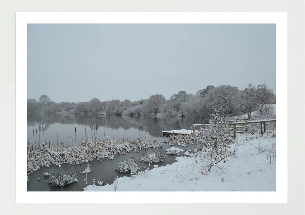 Thumbnail: Landscape Print with white frame - Featuring a calm lake framed by frosted reeds and snow-laden trees