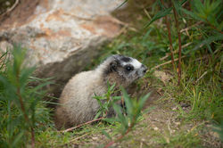 Marmota monax
