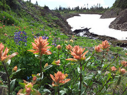 Wildflowers