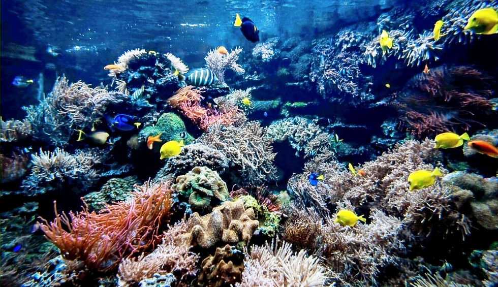 Bali underwater coral reef