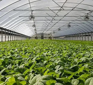 Vegetable-Farming-Business.jpg.webp
