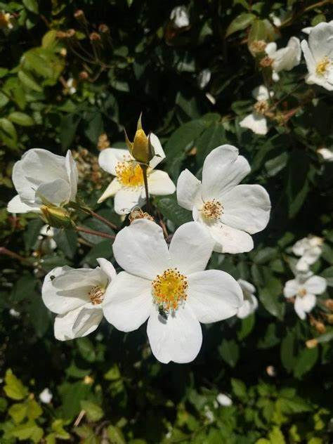 Mortonia (Polythene/Plastic Bag)