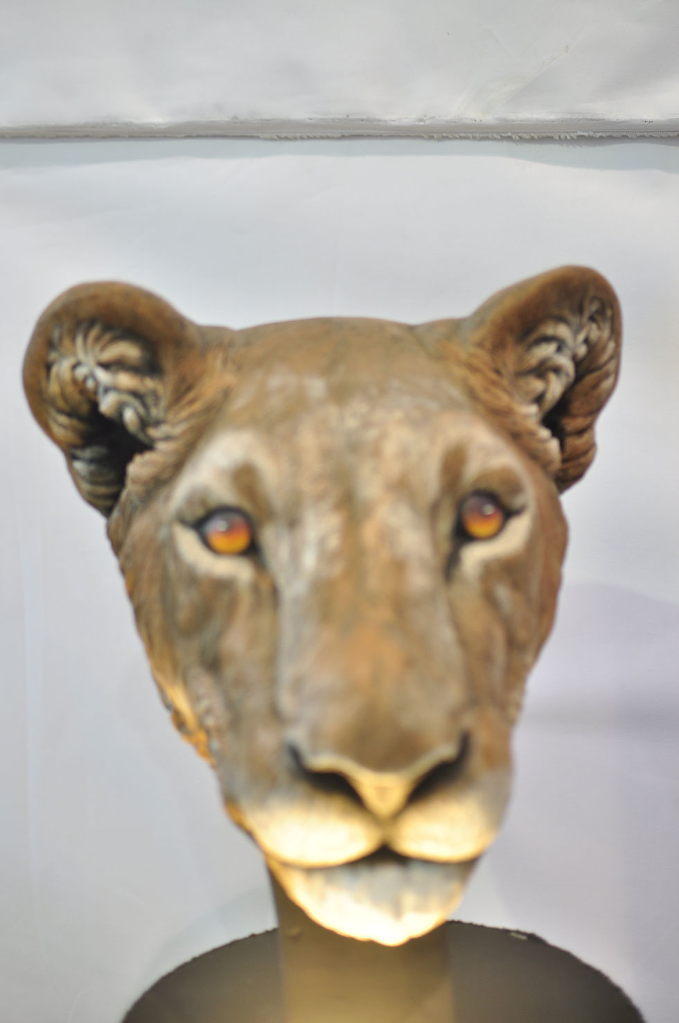Thumbnail: Lioness Head