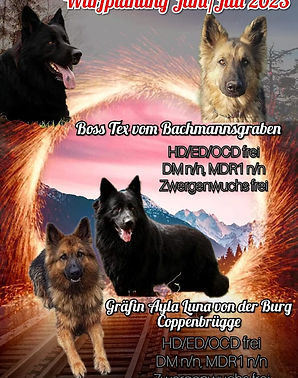 Wurfankündigung.jpg