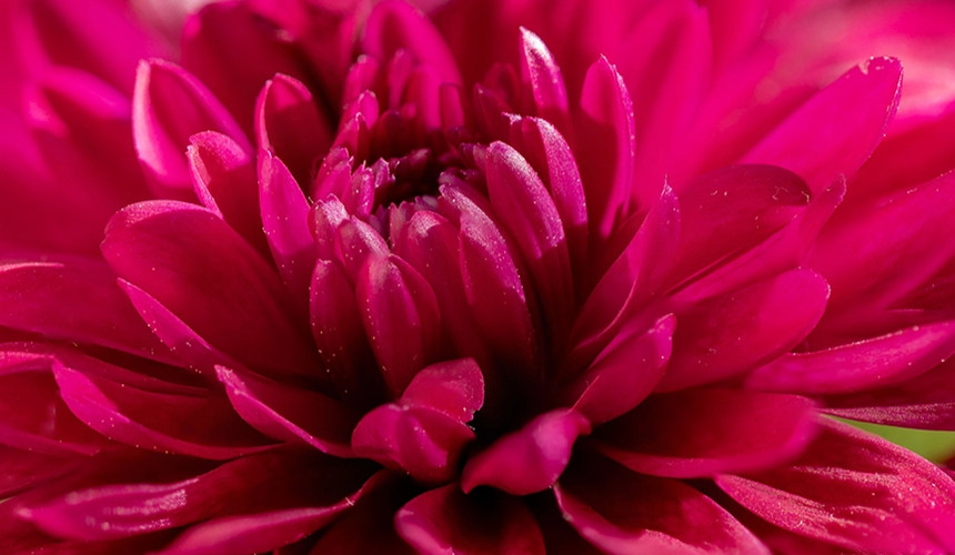 Makrokuva kauniista kukasta