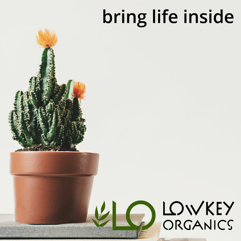 Lowkey Organics WTB Media, Lowkey Organis What's The Brief Media, Lowkey Organics, Lowkey Organics Bring Life Inside, Bring Life Inside, Bring Life Inside with Lowkey Organics, WTB Media Lowkey Organics Bring Life Inside, What's The Brief Media Lowkey Organics, What's The Brief Media Leigh Hogan Lowkey Organics, Whats The Brief Media Lowkey Organics Graphic Design, WTB Media Marketing Strategy, Whats The Brief Media Graphic Design and Marketing, Tourism SA Leigh Hogan, SA Tourism Leigh Hogan, Tourism SA Leigh Hogan Graphic Design, SA Tourism Leigh Hogan, Gday Group Adelaide Leigh Hogan Graphic Design, Discovery Parks G'Day Group Leigh Hogan Marketing, Leigh Hogan Marketing SA Health, SA Health State Government Leigh Hogan WTB Media Marketing, State Government South Australia Leigh Hogan Marketing WTB Media