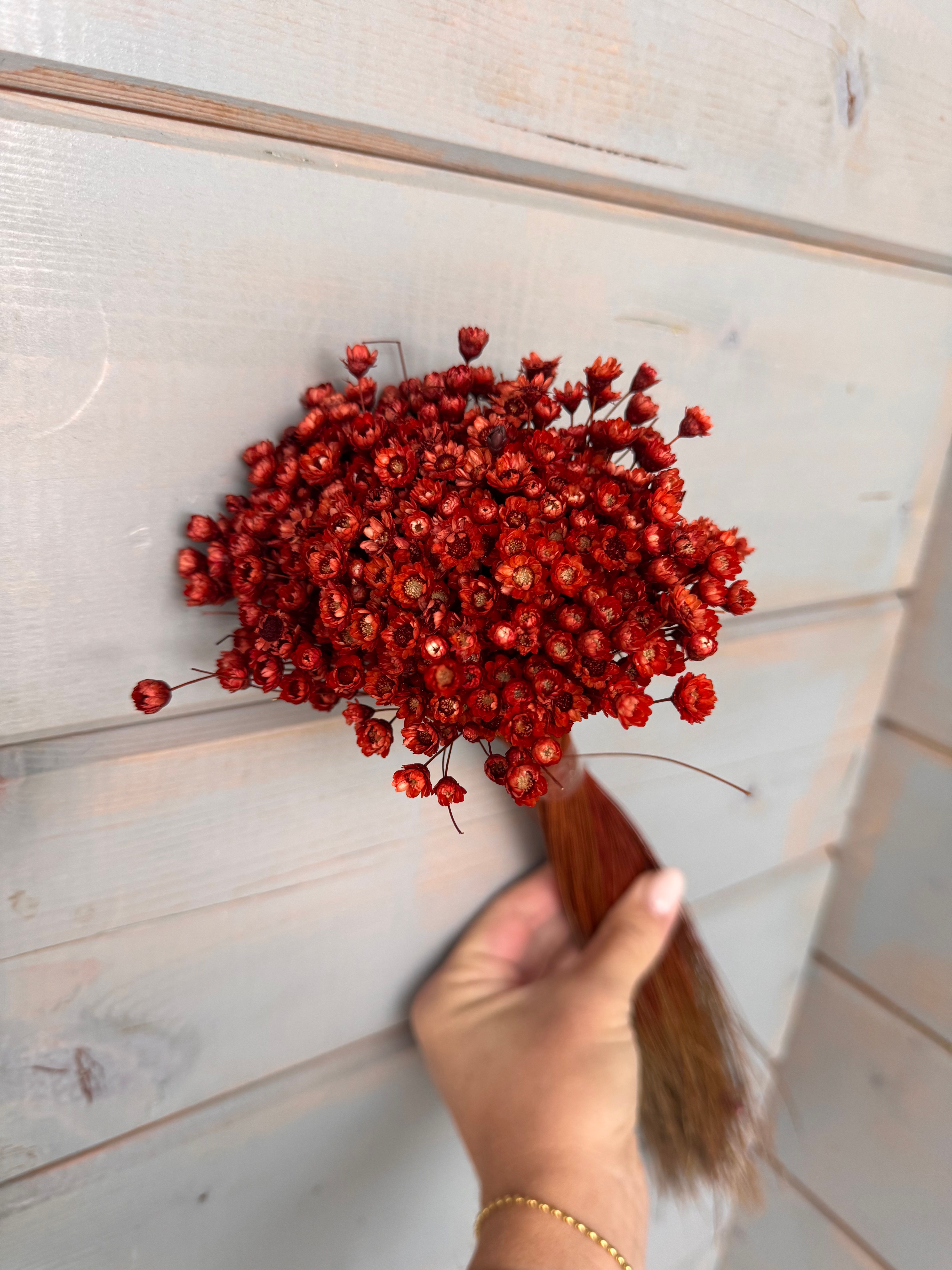 Glixia Terracotta – Trockenblumen im Bund | Limitierte Herbstfarbe