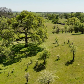 “Save Coyote Creek”