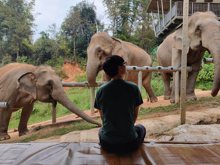 Week 8-9: Monkey thoughts and elephant snacks in Chiang Mai