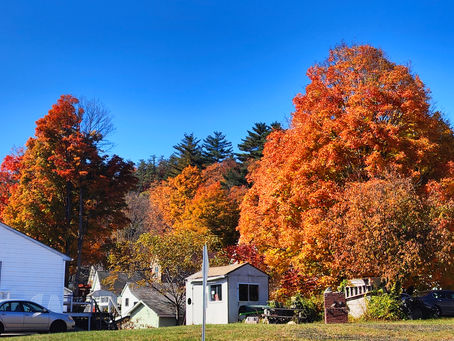 Week 46 & 47: Leaf peepers
