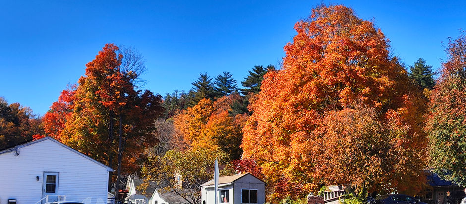 Week 46 & 47: Leaf peepers