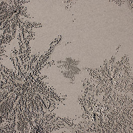 PATTERNS OF NATURE Diaspora of small spheres litter the portals to the underground habitations of small crustaceans on the beaches of Australia's Cape Tribulation. Crab Burrow Diaspora, Series of 6, 2025. Digital Photographs.