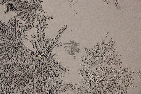 Digital Photograph series of crab burrows creating patterns in the sand by Tyler Deem