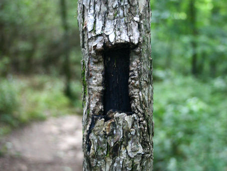 Trail Markings: Digital Diptych