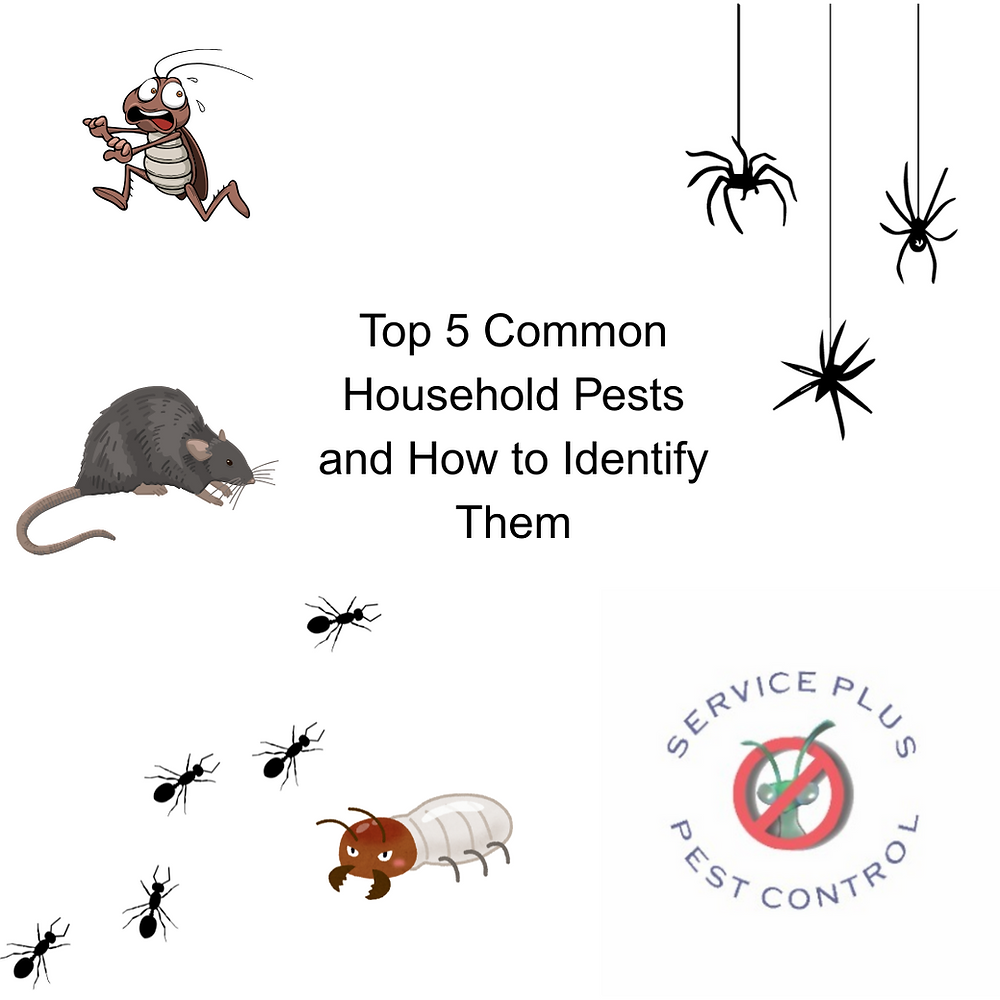 Top 5 Common Household Pests and How to Identify Them