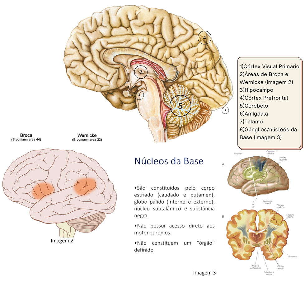 Modelos de Processamento de Informações: Como o Cérebro Humano Decodifica o Mundo