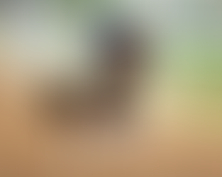 Sovereignty finishes in top ranking for Breeder's cup Standing