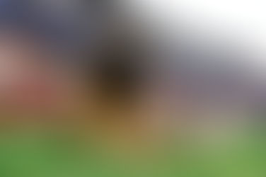 Browns Puppy Pound have had 27 puppies adopted during their week of training camp