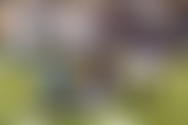 Lions could not bite down the Ravens' offense 38-6