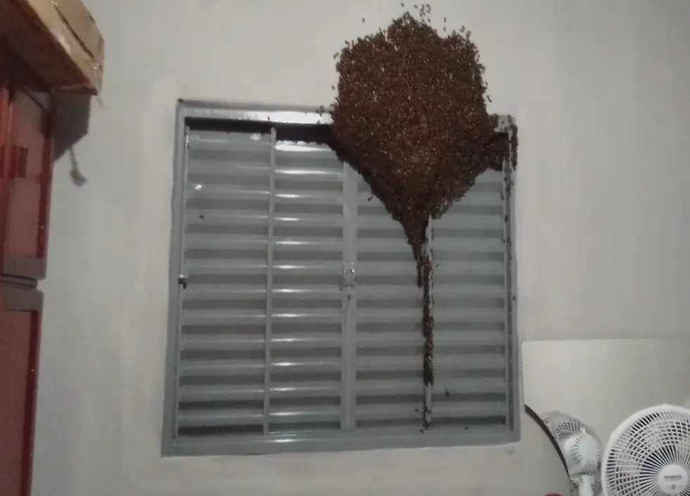 Enxame de Abelhas em Casa ou na Empresa: Para Quem Ligar