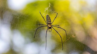 aranhas no inverno