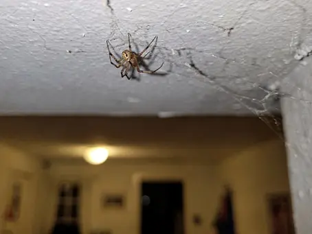 Como evitar aranhas dentro de casa