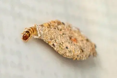 De Onde Vêm as Traças de Parede?