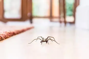 aranhas no inverno