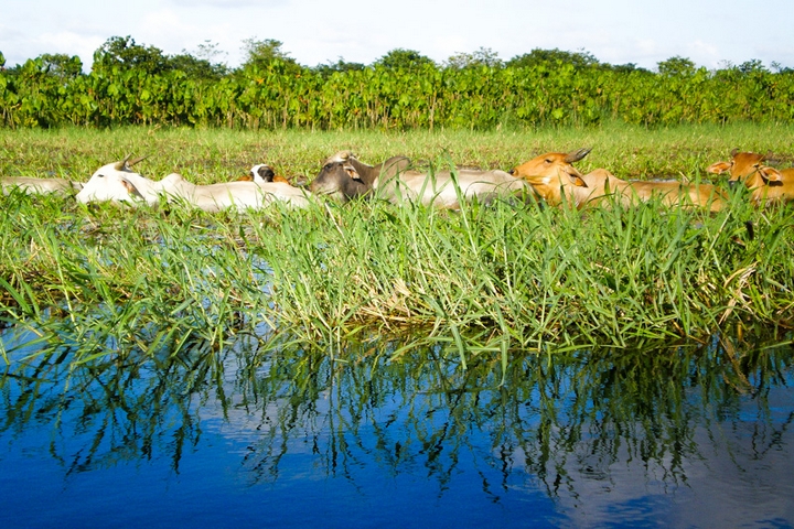 les marais de kaw Guyane