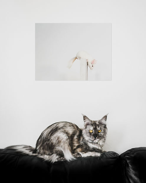 Maine Coon cat and chinchilla