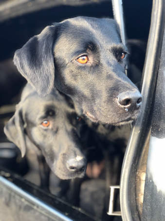 Shooting Dogs