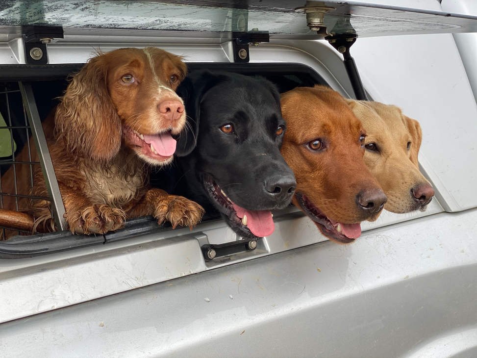 Shoot Dogs