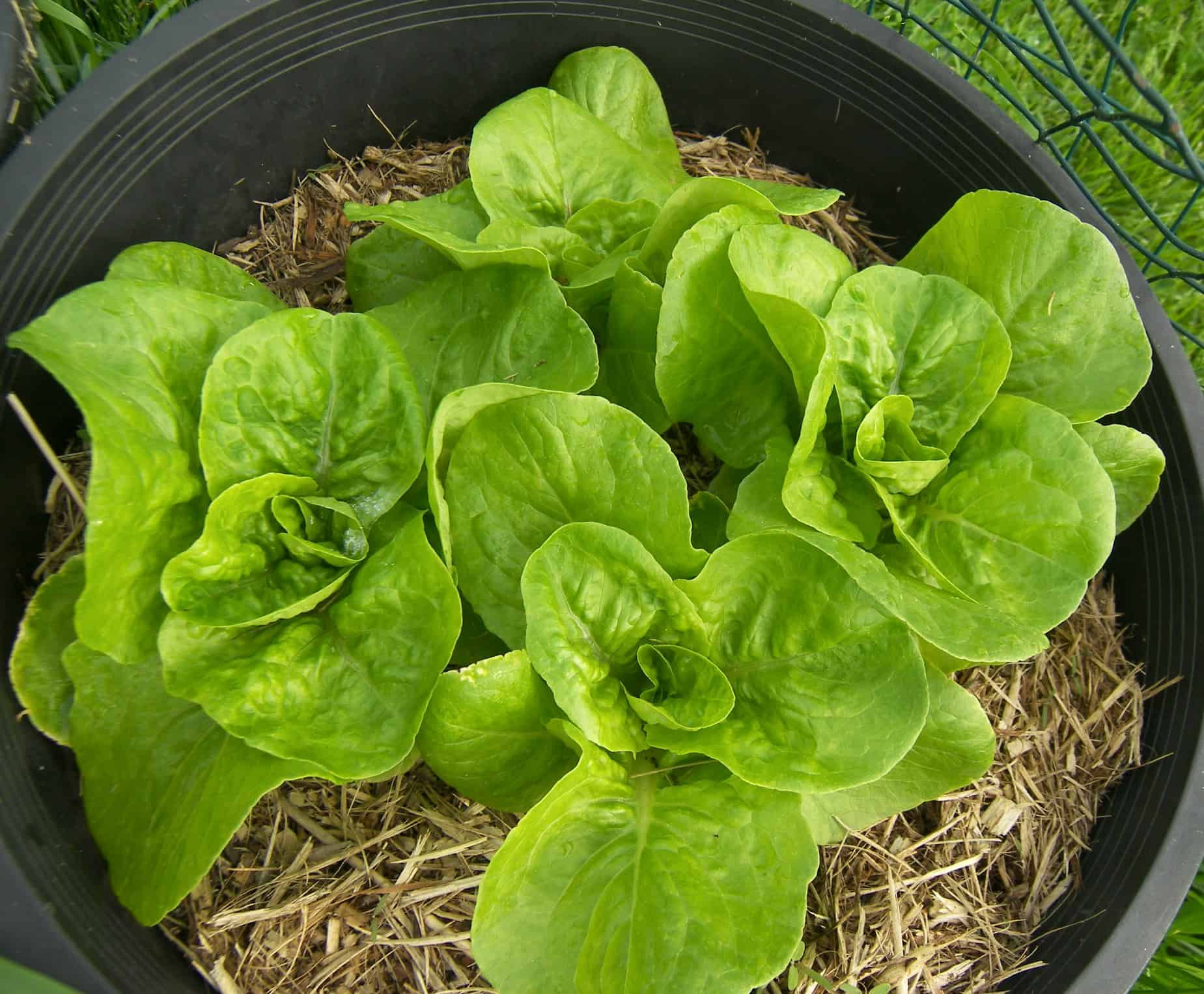 Bibb Lettuce