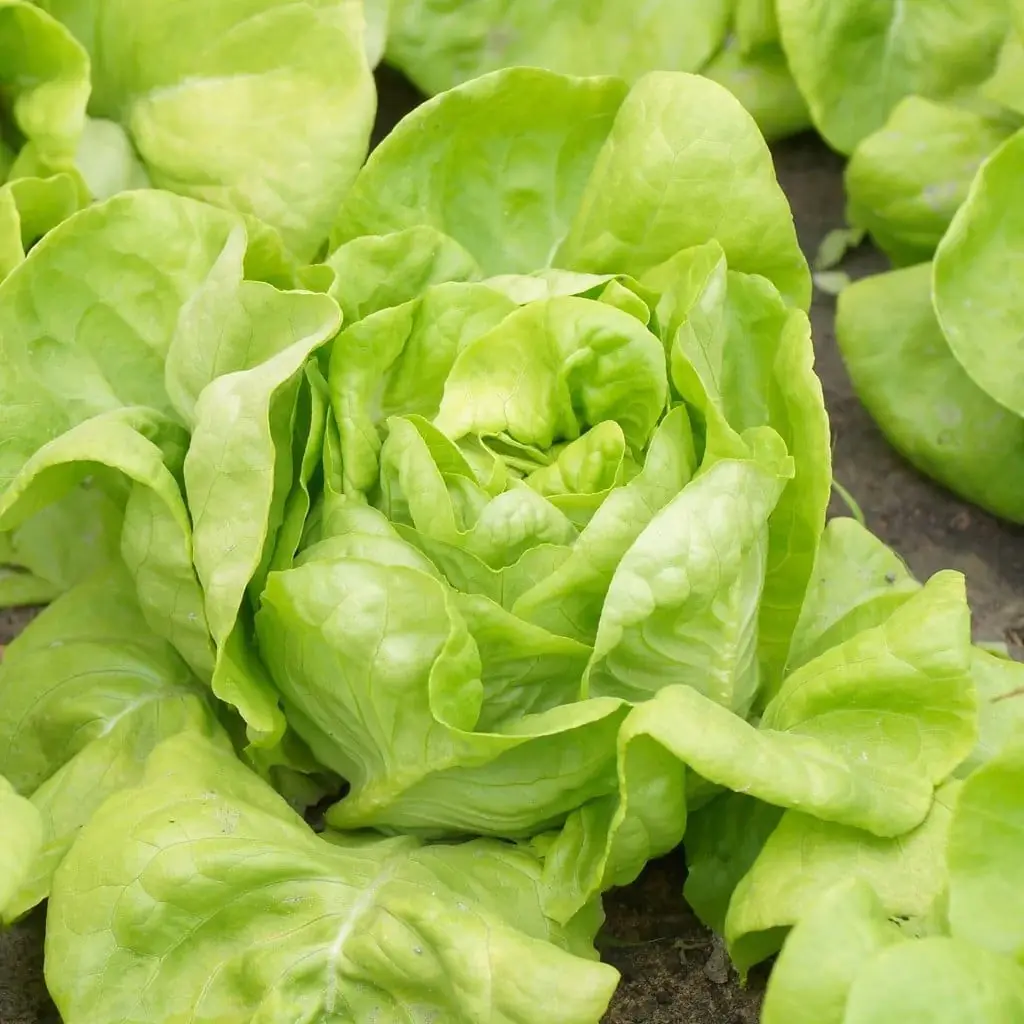 Boston Lettuce