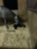 March3ShammersRainbowfilly.jpeg