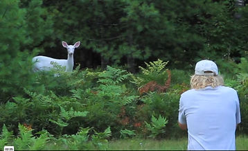 white deer.jpg
