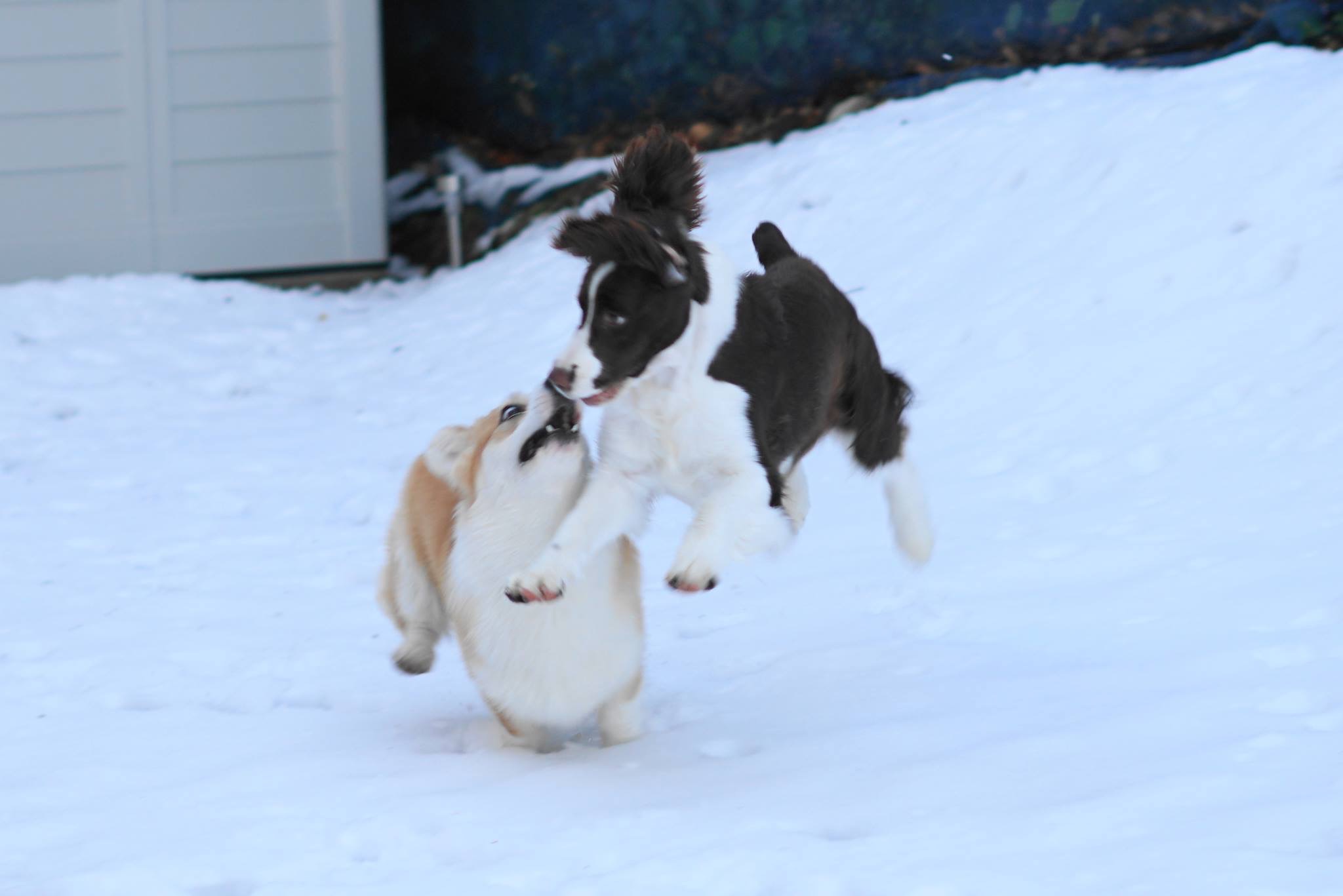 Playing