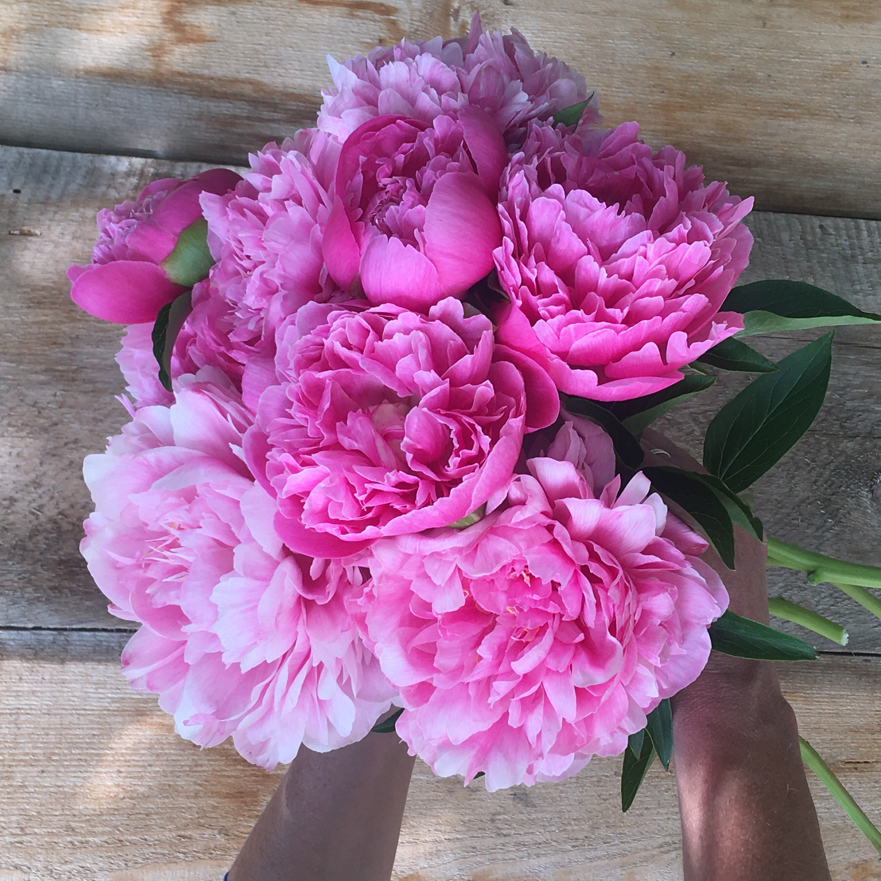 Joker Peony