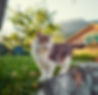 Katze im Garten