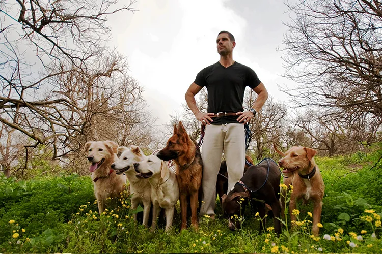 Picture of a human male standing with a pack of dog as the pack leader