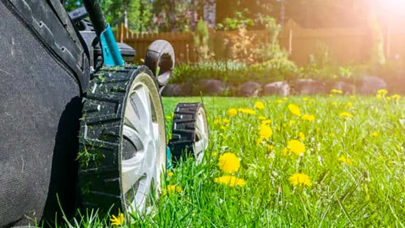 Picture of a lawn mower on green grass with yellow dandelions