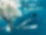 Groupement Interventions Pollutions Marines Urgence Dépollution Mer Navire échoué Bateaux en avarie Yachts Nautisme Plongée Absorbants Conseils Accompagnements Formations Audit Retraitement Déchets Environnement Ecologie Conseil Scientifique GIPM Emergency Déploiement Matériels Président