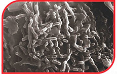 clinoptilolite.jpg