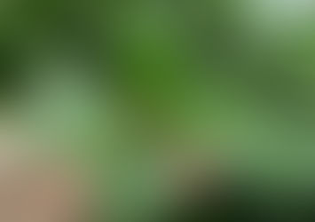 BURN THE LEAF OF THIS – Fatigue and Tension Will Instantly Disappear!