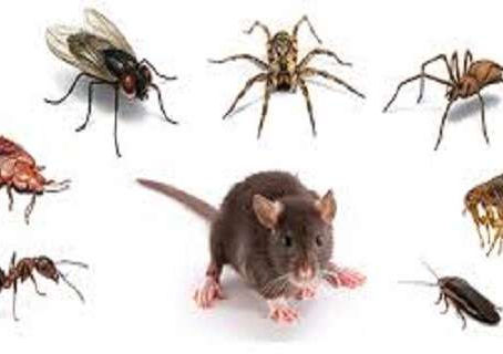 Clean Your Home from Different Pests! These Natural Homemade Products Help Against: Cockroaches, Ant