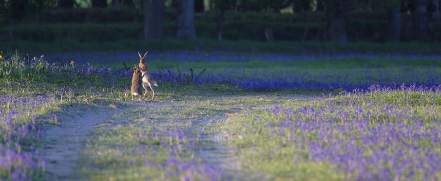 Hares in bluebells.jpg