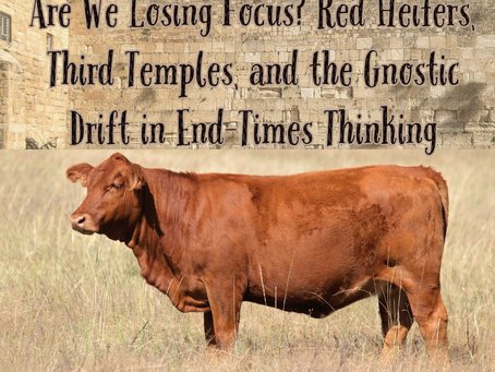 Red Heifer standing by the wailing wall