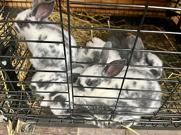 RABBIT AD FEB 5 2023.jpeg