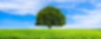 Green-summer-landscape-scenic-view-wallpaper.-Beautiful-wallpaper.-Solitary-tree-on-grassy