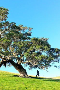 Turns out my father is not a tree after all